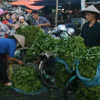 Rau sạch chật vật tìm chỗ đứng